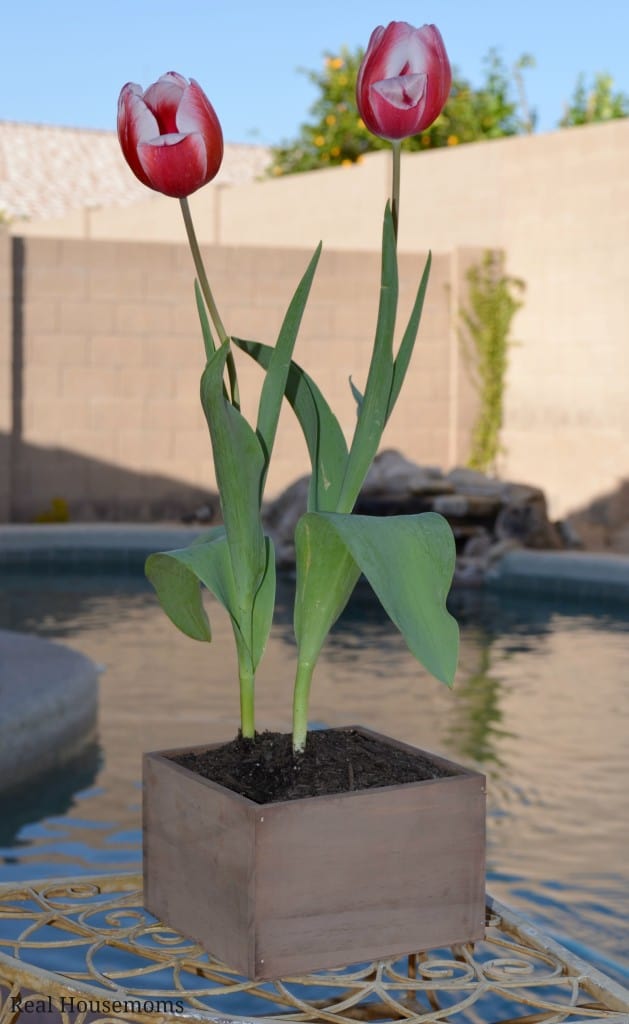 Tulips in box by pool | Real Housemoms