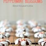 chocolate crinkle peppermint blossom cookies