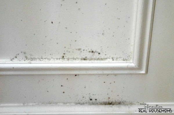 Remove Mold from Your Home and Keep it from Coming Back | Real Housemoms