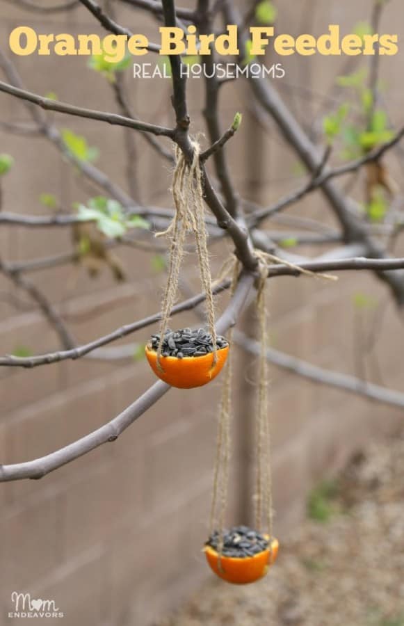 bird feeder orange