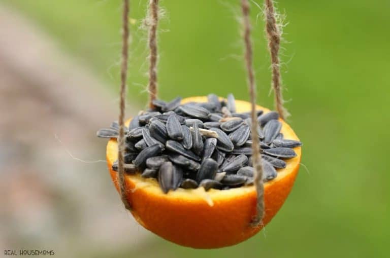 Orange Bird Feeders