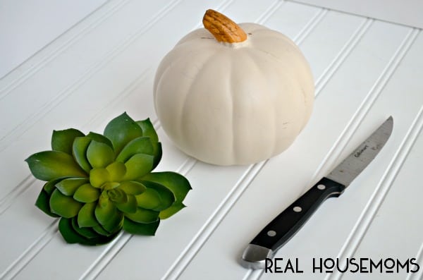 Cluster a bunch of these White Pumpkin Succulent Centerpieces on your Thanksgiving table for a classic, easy decoration!