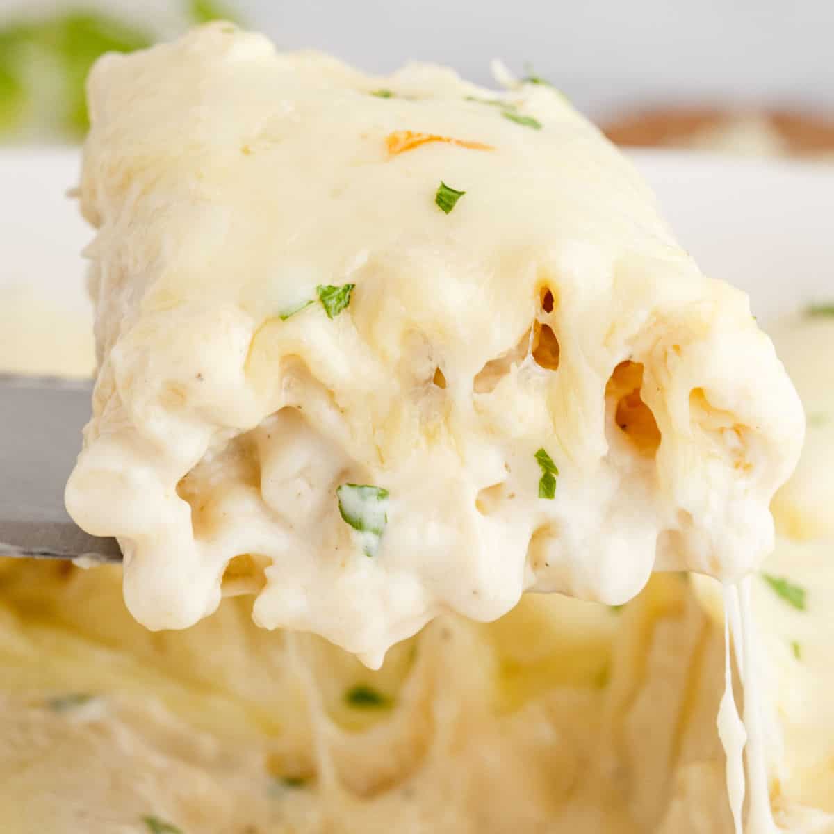square image of a chicken alfredo lasagna roll up on a spatula over the pan