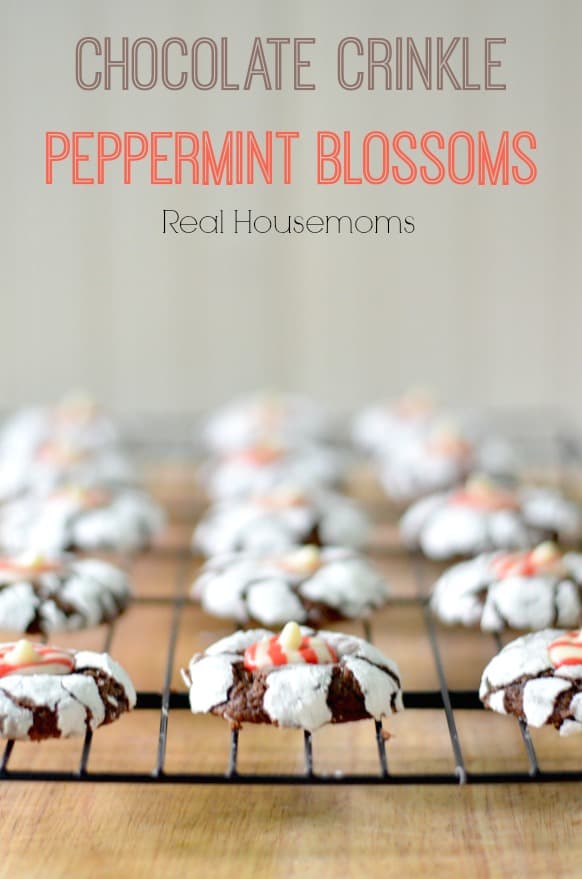 chocolate-crinkle-peppermint-blossoms