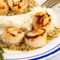 square image of pan seared scallops with pesto cream sauce on a plate with mashed potatoes