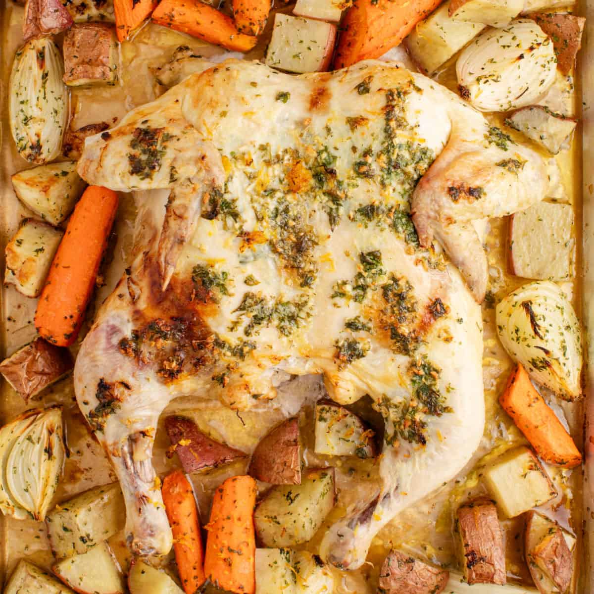 square image of roasted spatchcock chicken and vegetables on a baking sheet