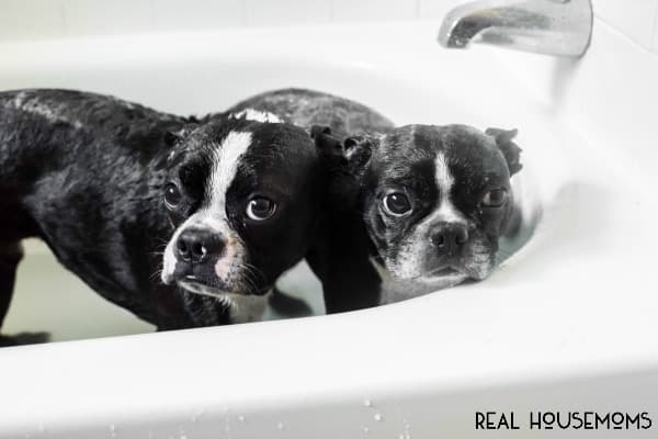 The Messy Adventures of Sam and Ollie-Both pups in bath